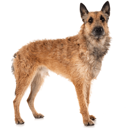 Belgian Shepherd Dog Laekenois standing